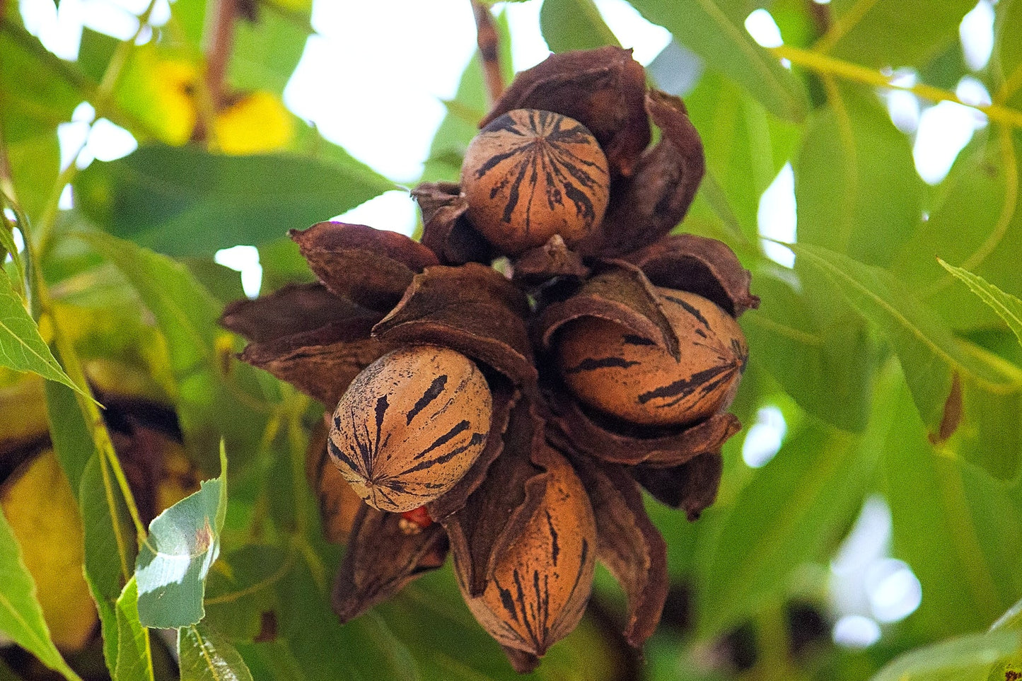 Carya Illinoinensis (Pecan Nut Western Schley)