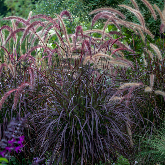 Pennisetum Rubrum Dwarf (Dwarf Red Fountain Grass)