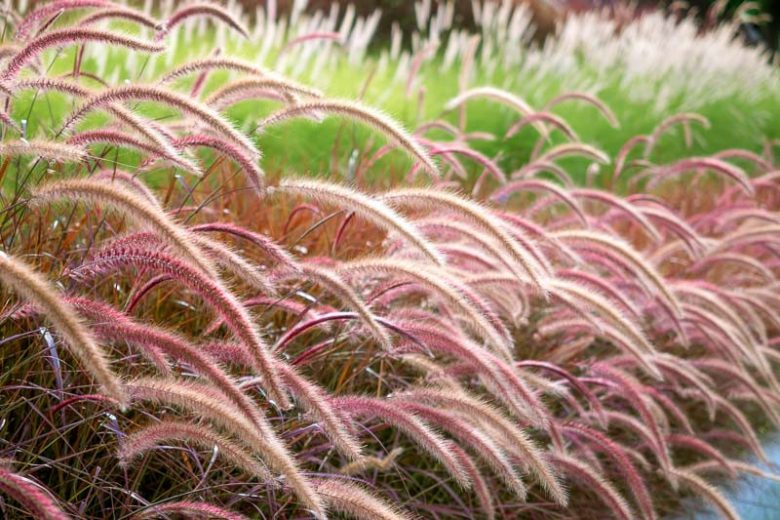 Pennisetum Advena (Rubrum)