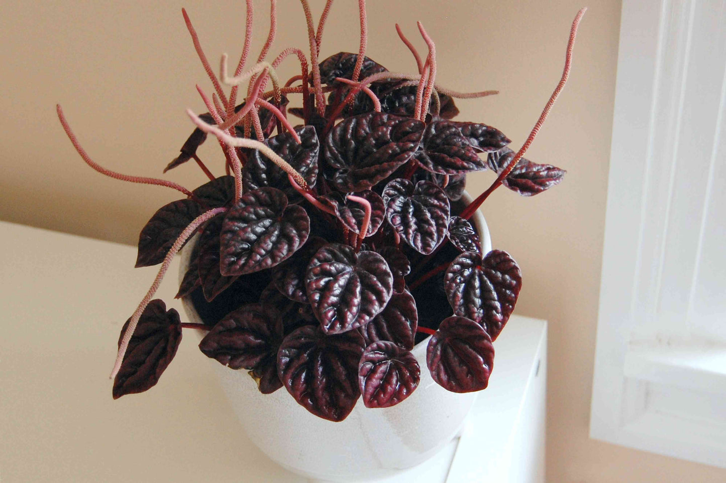 Peperomia Caperata (Emerald Ripple Peperomia)