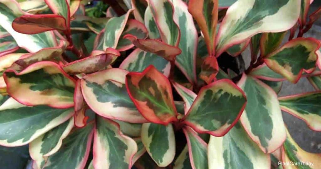Peperomia clusiifolia ‘Jelly’ (Jellie)