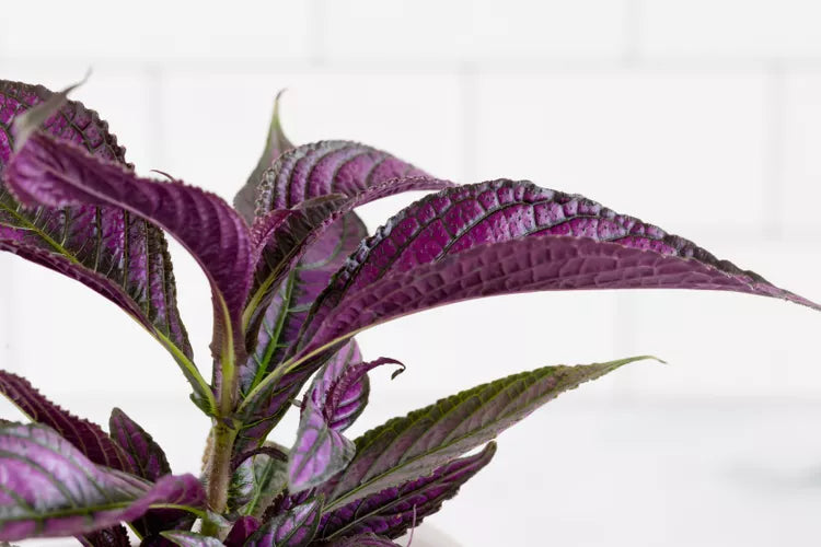 Strobilanthes dyerianus – Persian Shield