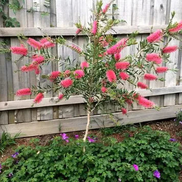 Callistemon Salignus ‘Perth Pink’ (Perth Pink Bottlebrush)
