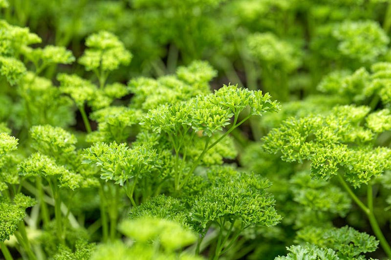 Petroselinum Crispum (Italian Sweet Parsley)