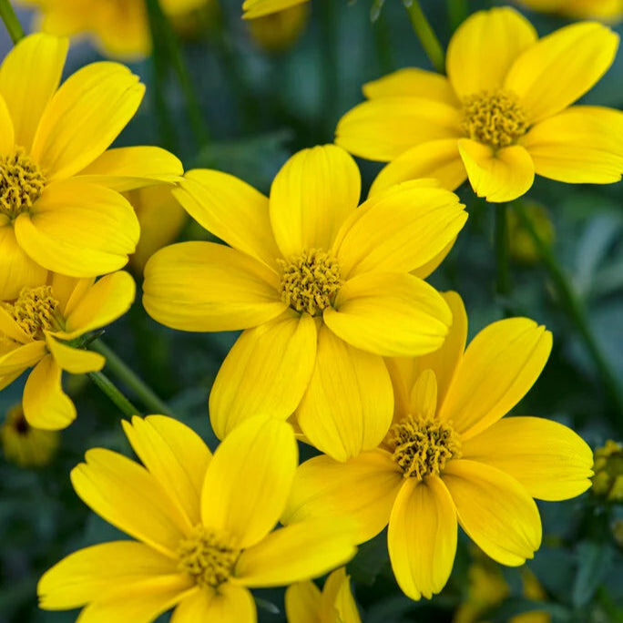 Bidens ferulifolia (Apache Beggarticks)