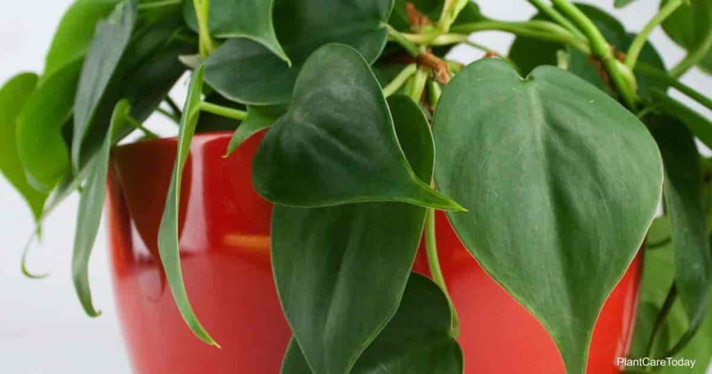 Philodendron cordatum (Heartleaf Philodendron)