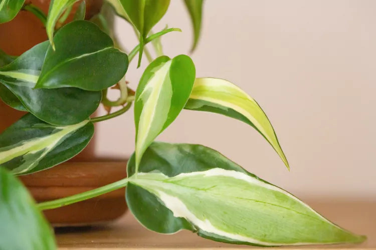 Philodendron hederaceum ‘Rio’ (Heartleaf Philodendron Rio)