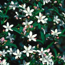 Philotheca myoporoides ‘Profusion’ (syn. Eriostemon)