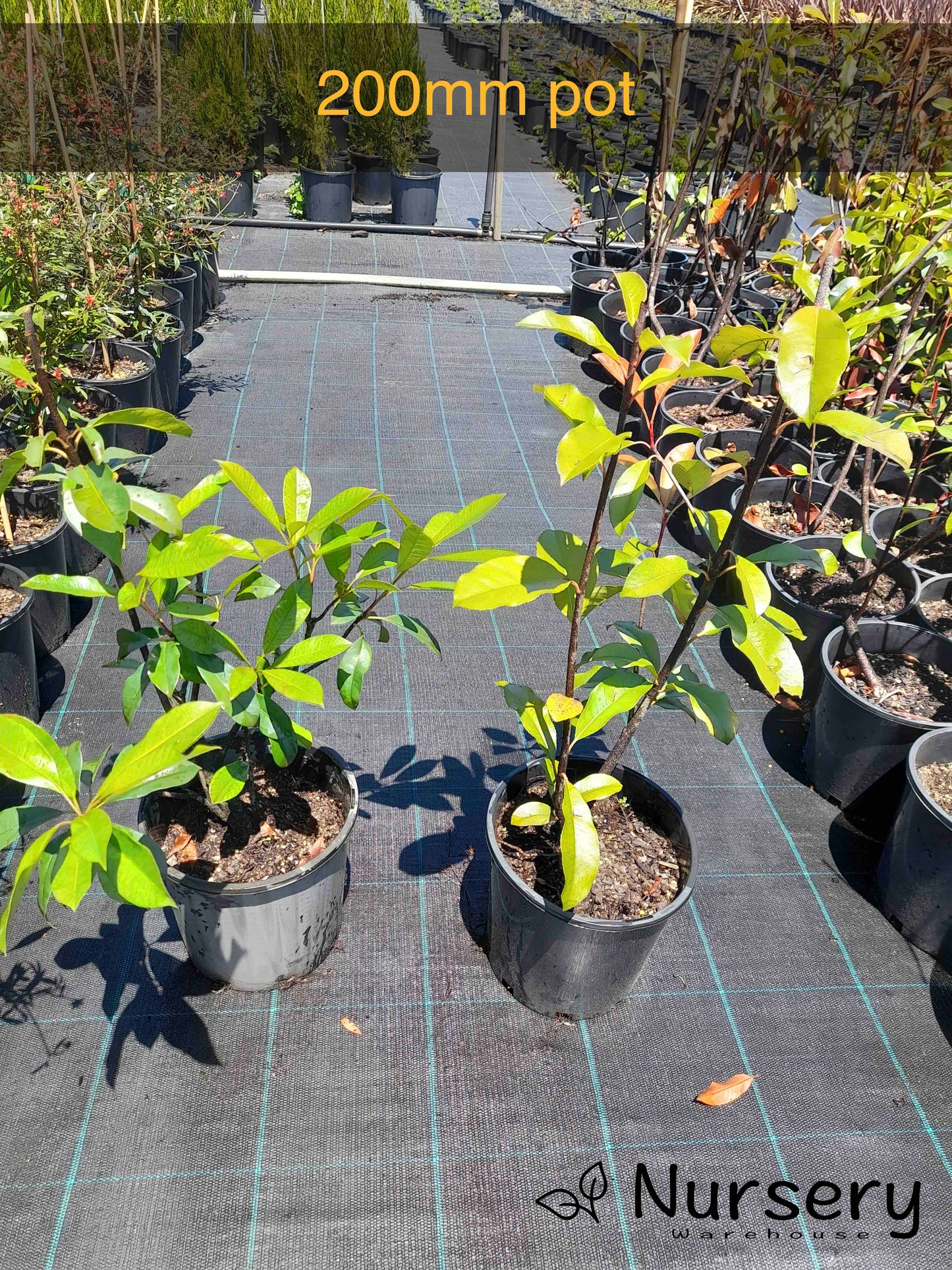 Photinia × Fraseri (Red Robin | Cut back, woody stems)