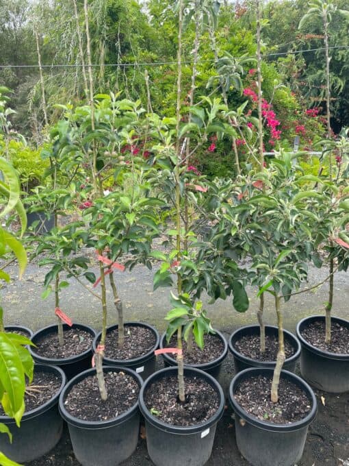 Malus Domestica 'Pinkabelle' (Dwarf Pink Lady Apple)