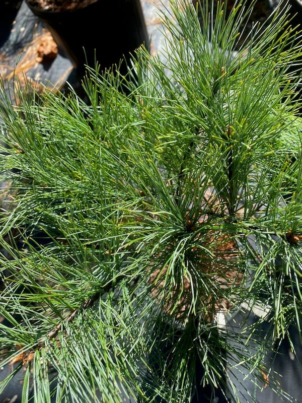 Pinus strobus ‘Merrimack’ – Eastern White Pine