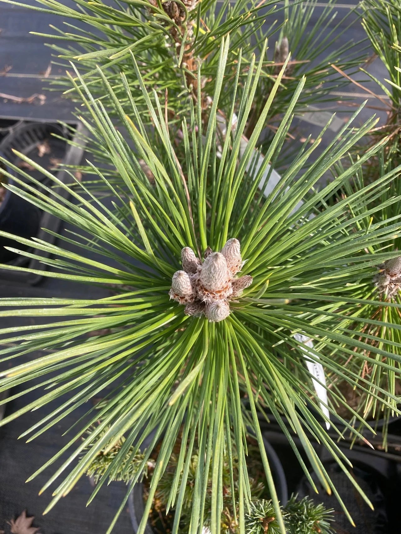 Pinus thunbergii ‘Yatsubusa’ – Dwarf Japanese Black Pine