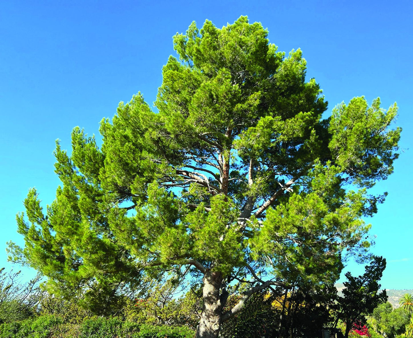 Pinus Halepensis (Aleppo Pine)