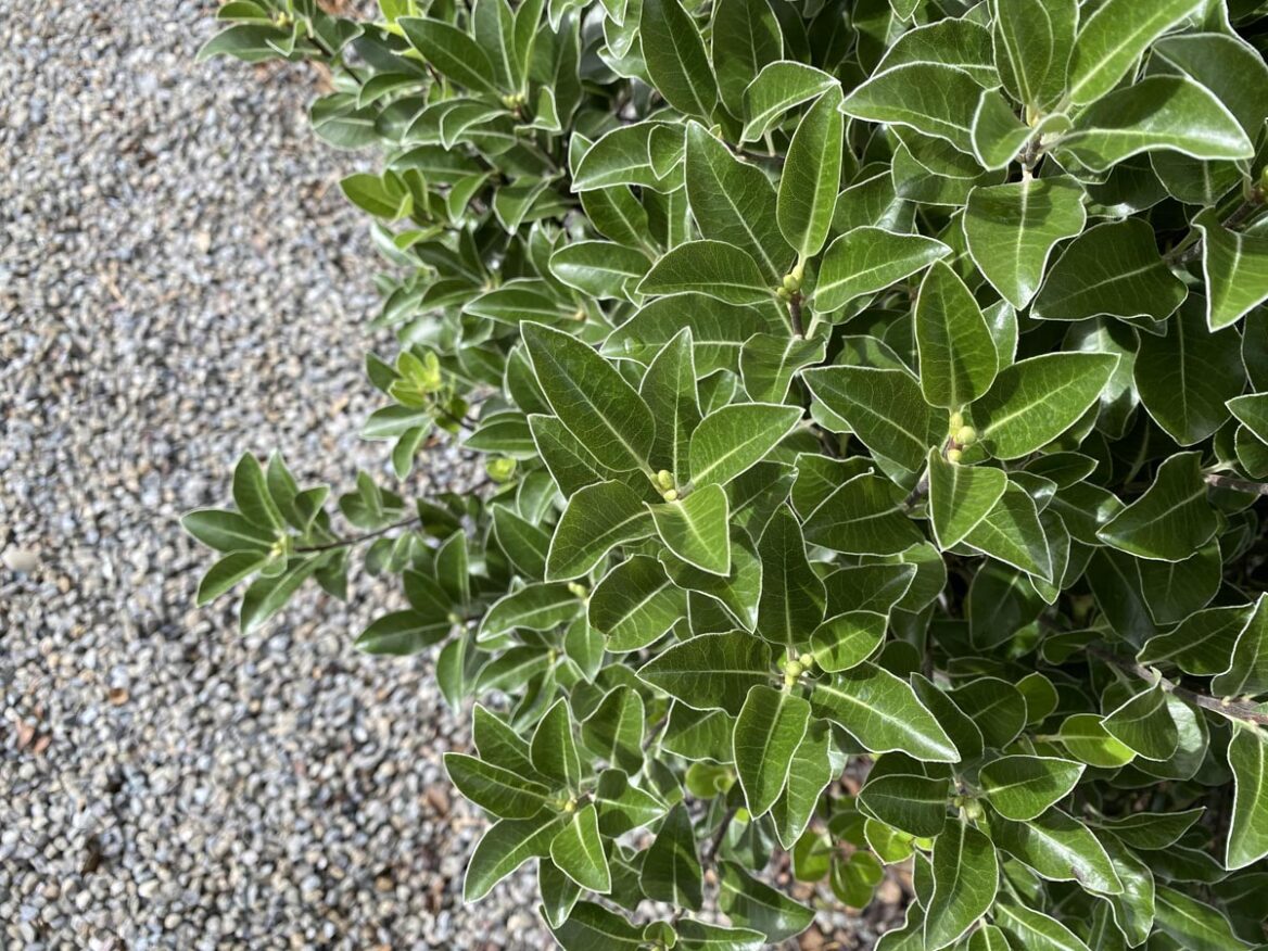Pittosporum ‘Stephens Island’ – Compact Evergreen Shrub