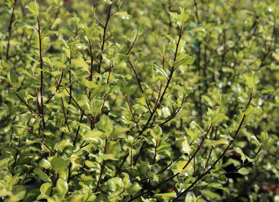 Pittosporum Ivory Sheen PBR