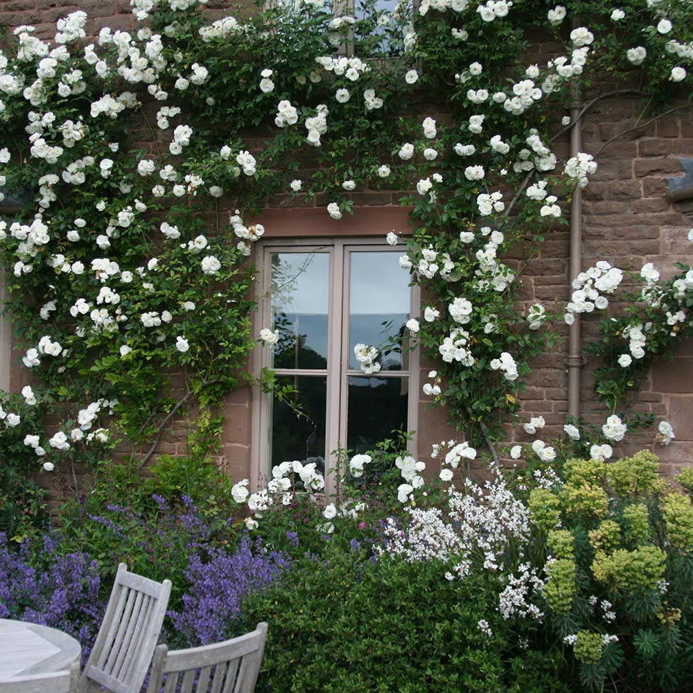 Rosa ‘Climbing Iceberg’ (Climbing Iceberg Rose)