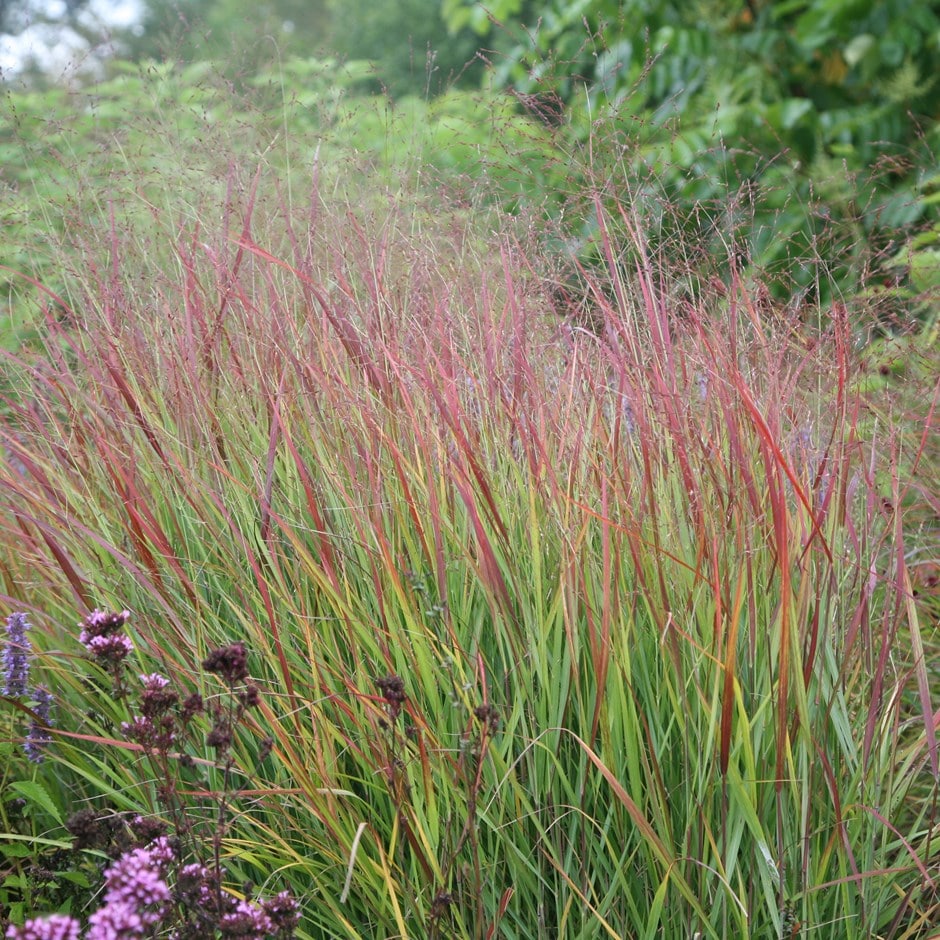 Panicum virgatum Rubrum (Red Switchgrass)
