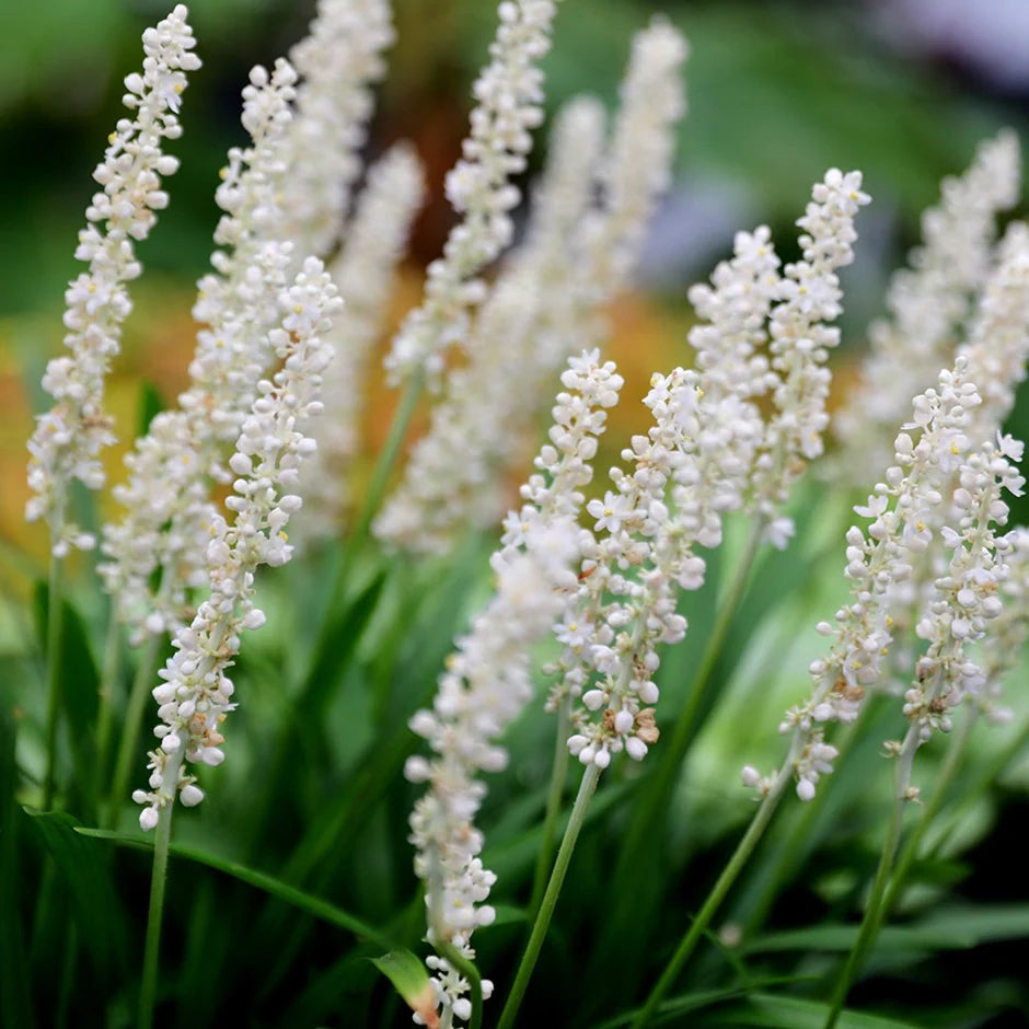 Liriope Muscari 'Munroe White' (White Liriope)