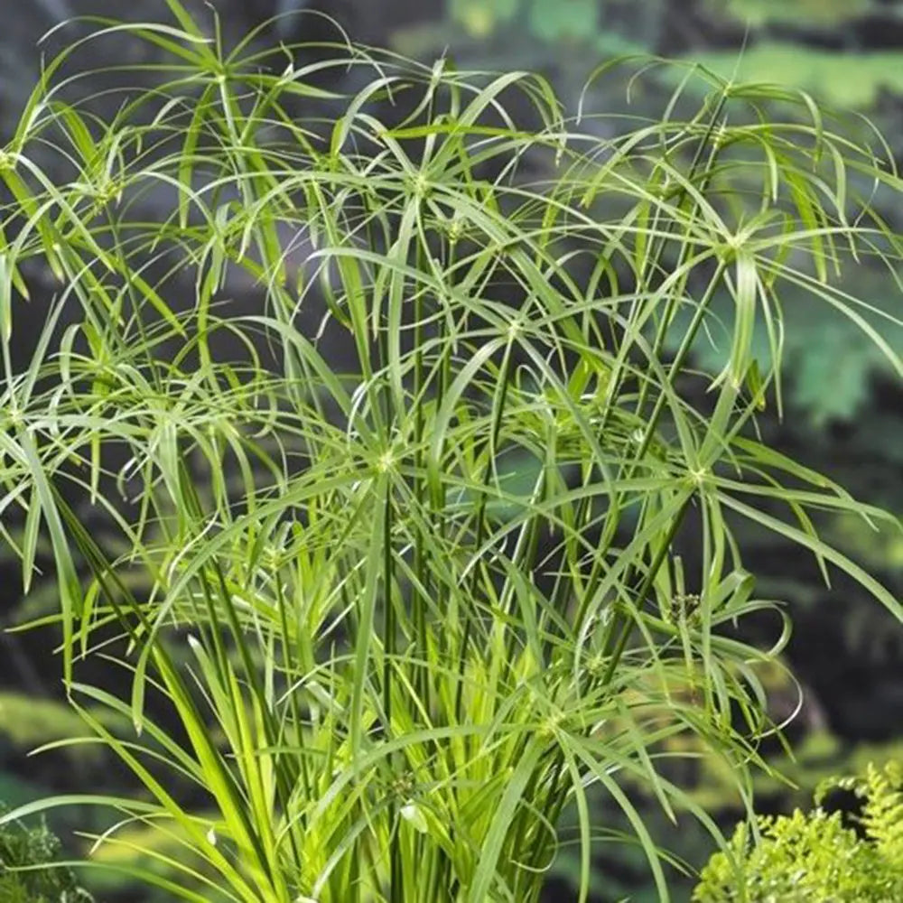 Cyperus alternifolius (Umbrella Grass)