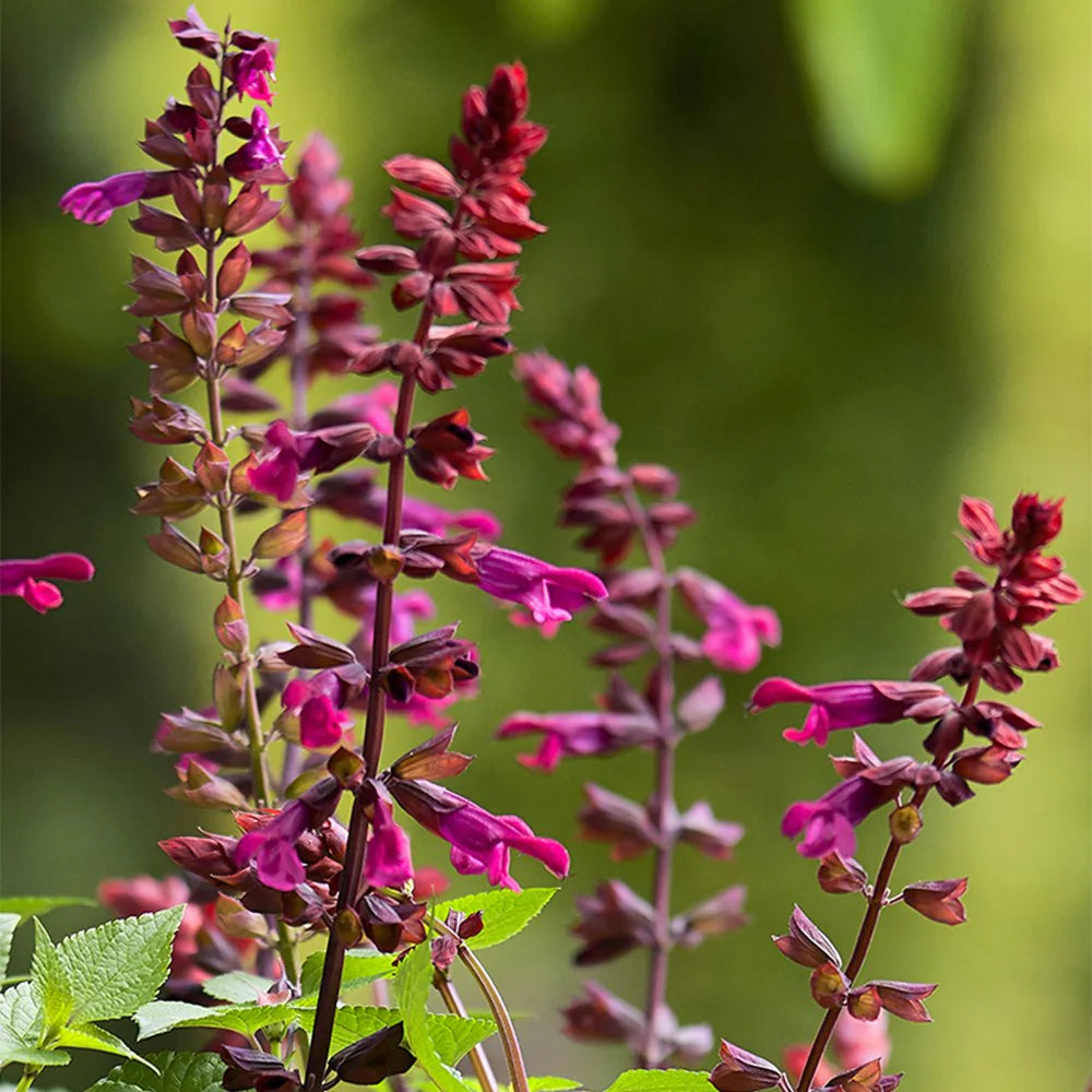 Salvia ‘Salgoon Lake Strawberry’ (Lake Series Salvia)