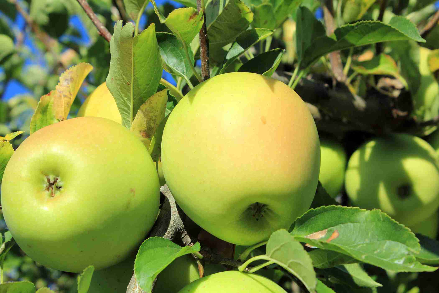 Malus Domestica 'Golden Delicious' (Apple Golden Delicious) Super Dwarf