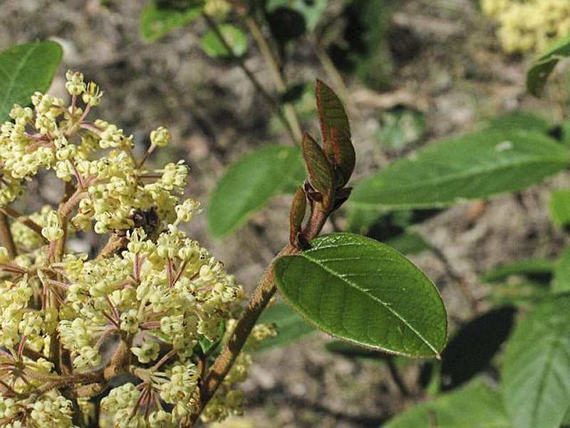 Pomaderris ferruginea (Rusty Pomaderris)