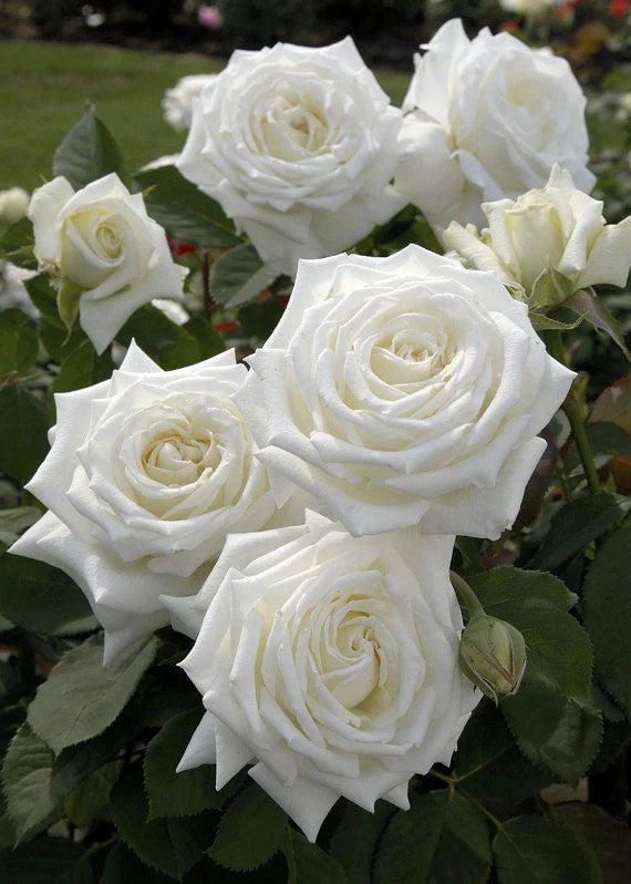 Rosa ‘Pope John Paul II’ (Pope John Paul II Rose)