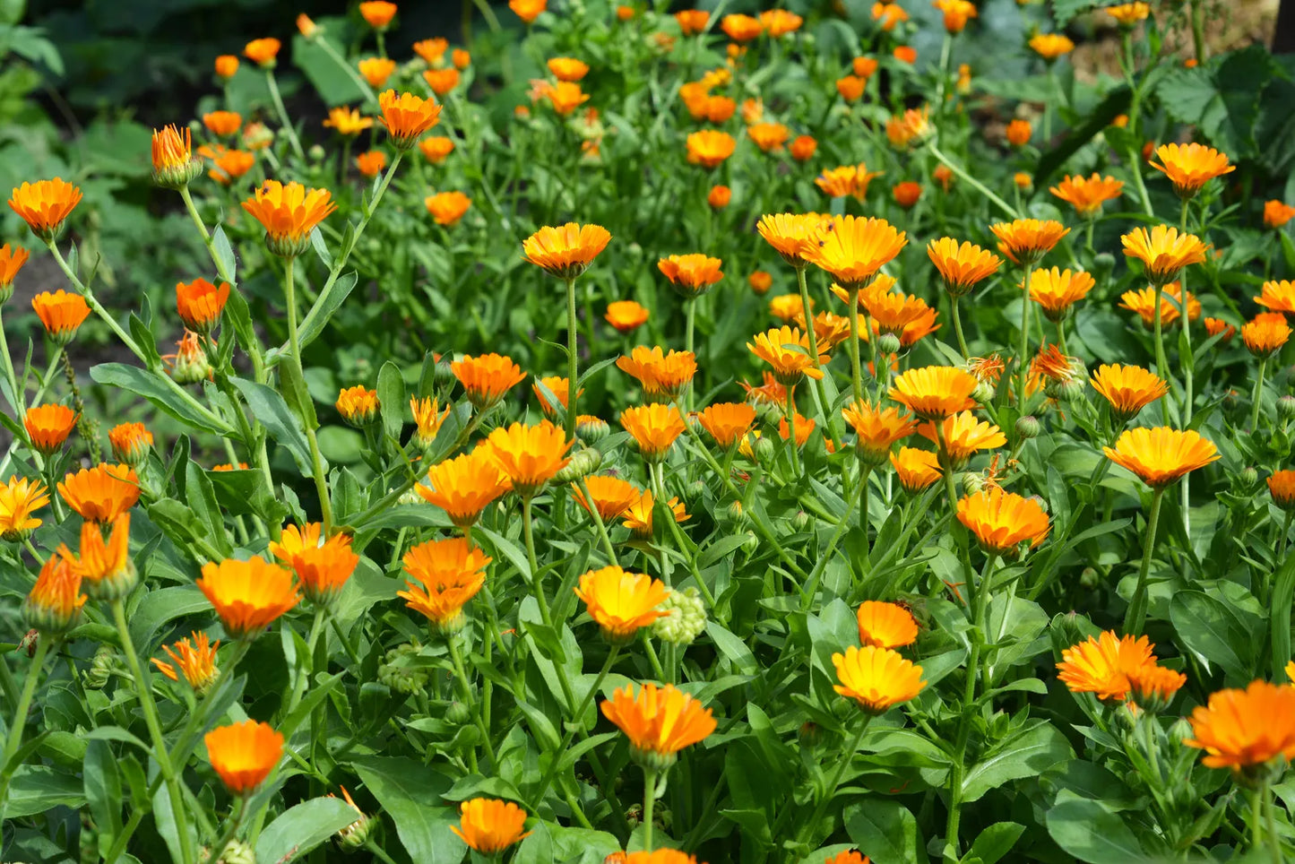 Calendula Officinalis (Pot Marigold)