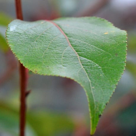 Populus Yunnanensis (Pleached Chinese Poplar)