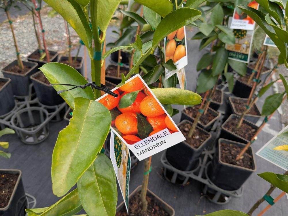 Citrus (Dwarf Assorted Citrus)
