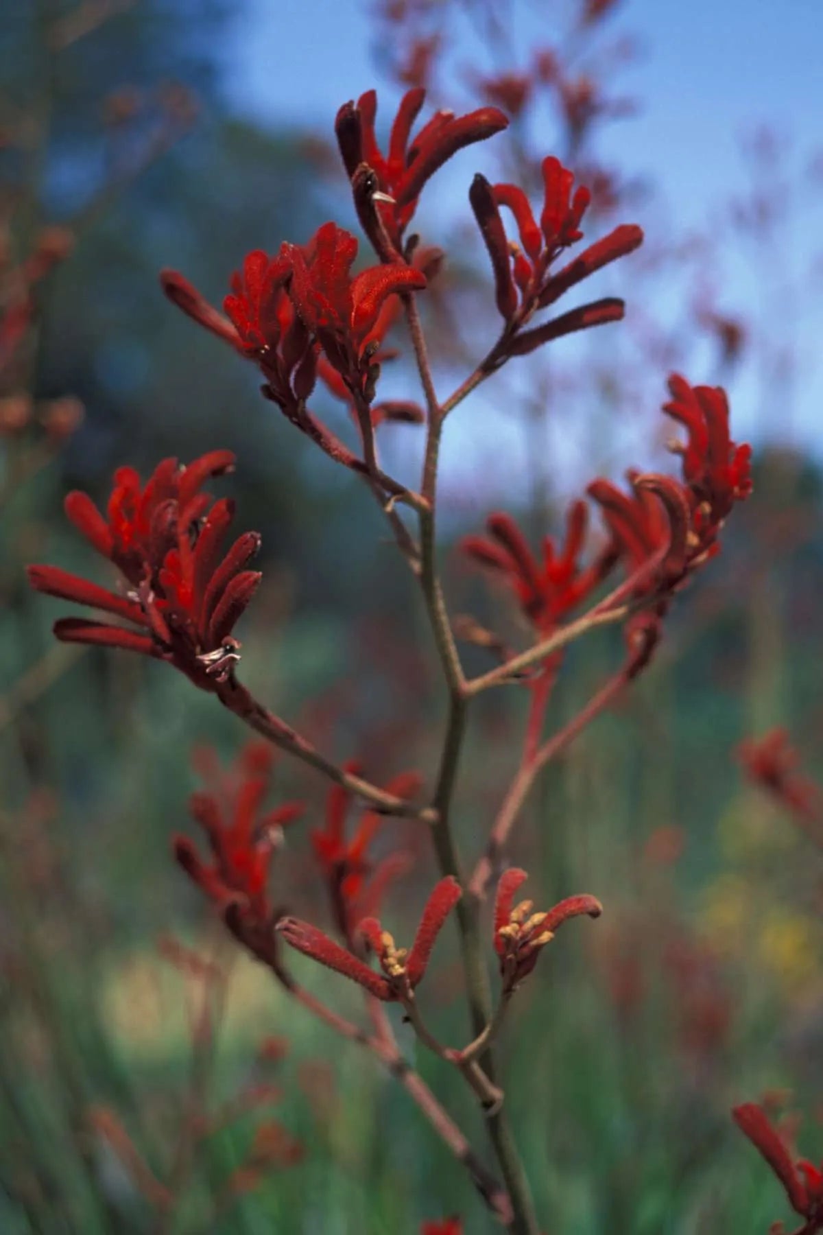 Anigozanthos Flavidus (Red Kangaroo Paw)