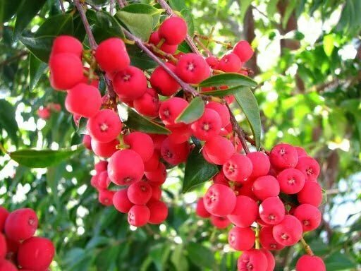 Syzygium australe ‘Little Denise’ (Little Denise Lilly Pilly)