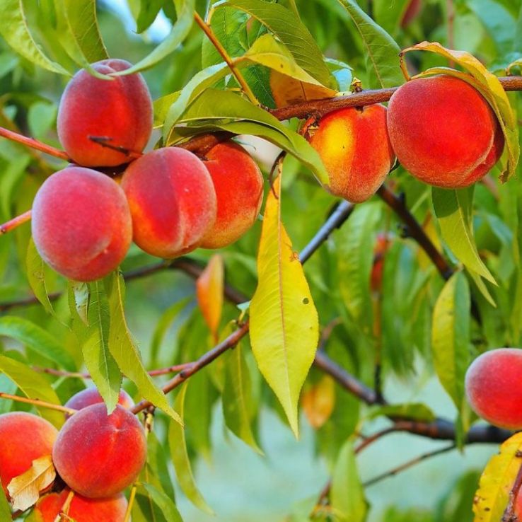 Prunus Persica ‘White Opal’ (White Opal Peach)