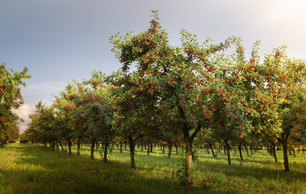 Prunus Avium (Cherry Sir Don) | SELF FERTILE