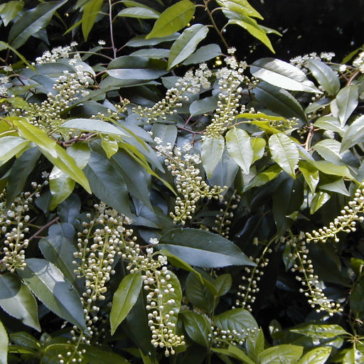 Prunus lusitanica (Portuguese Laurel)
