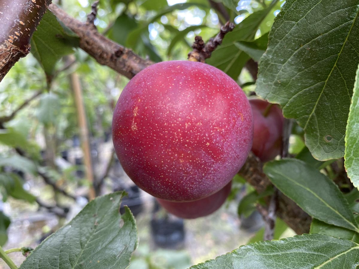 Prunus Salicina ‘Snow Queen’ (Snow Queen Plum)