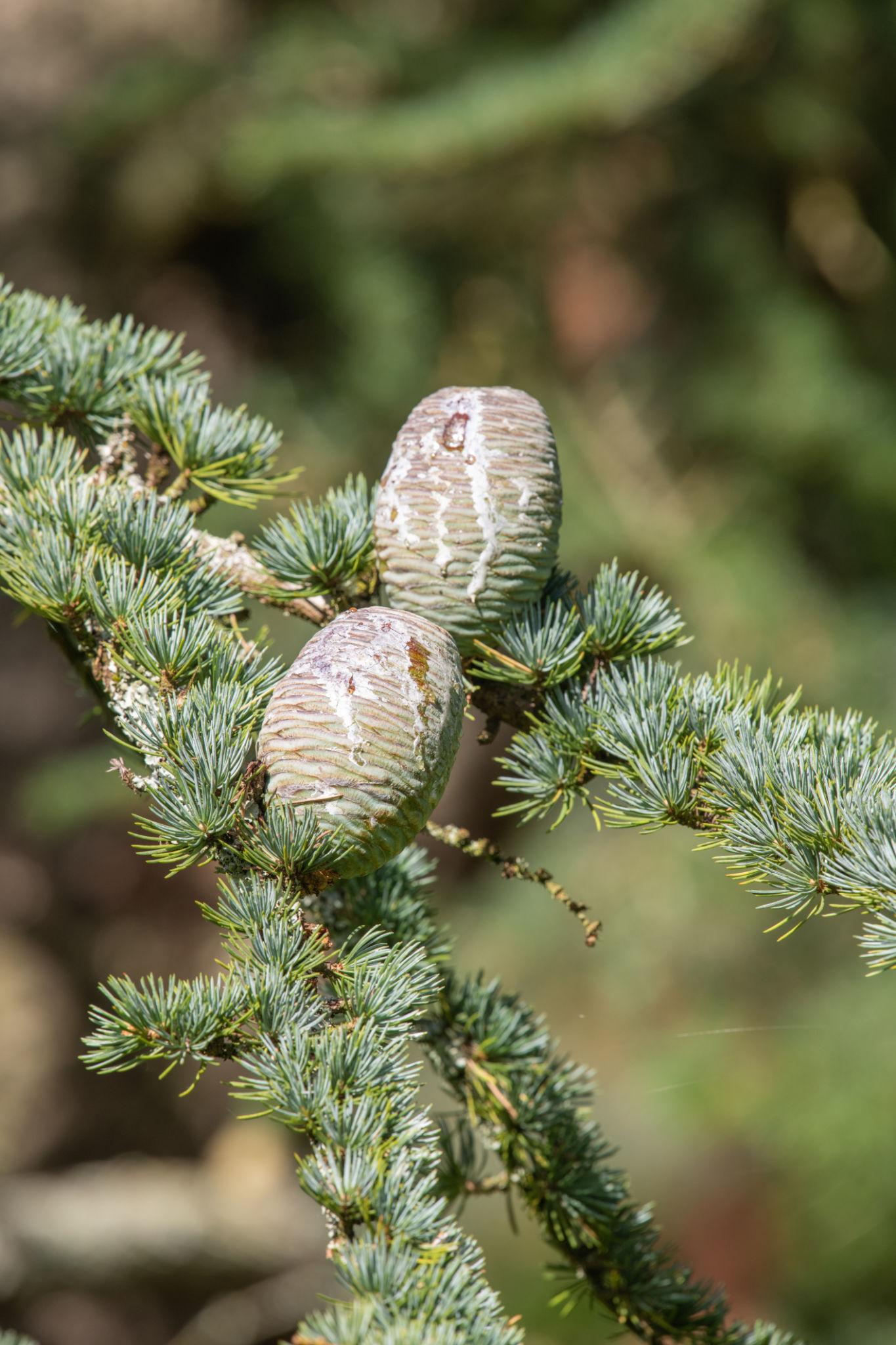 Cedrus Atlantica (Atlas Cedar)