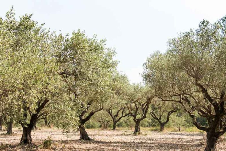 Olea europaea (Olive Tree)