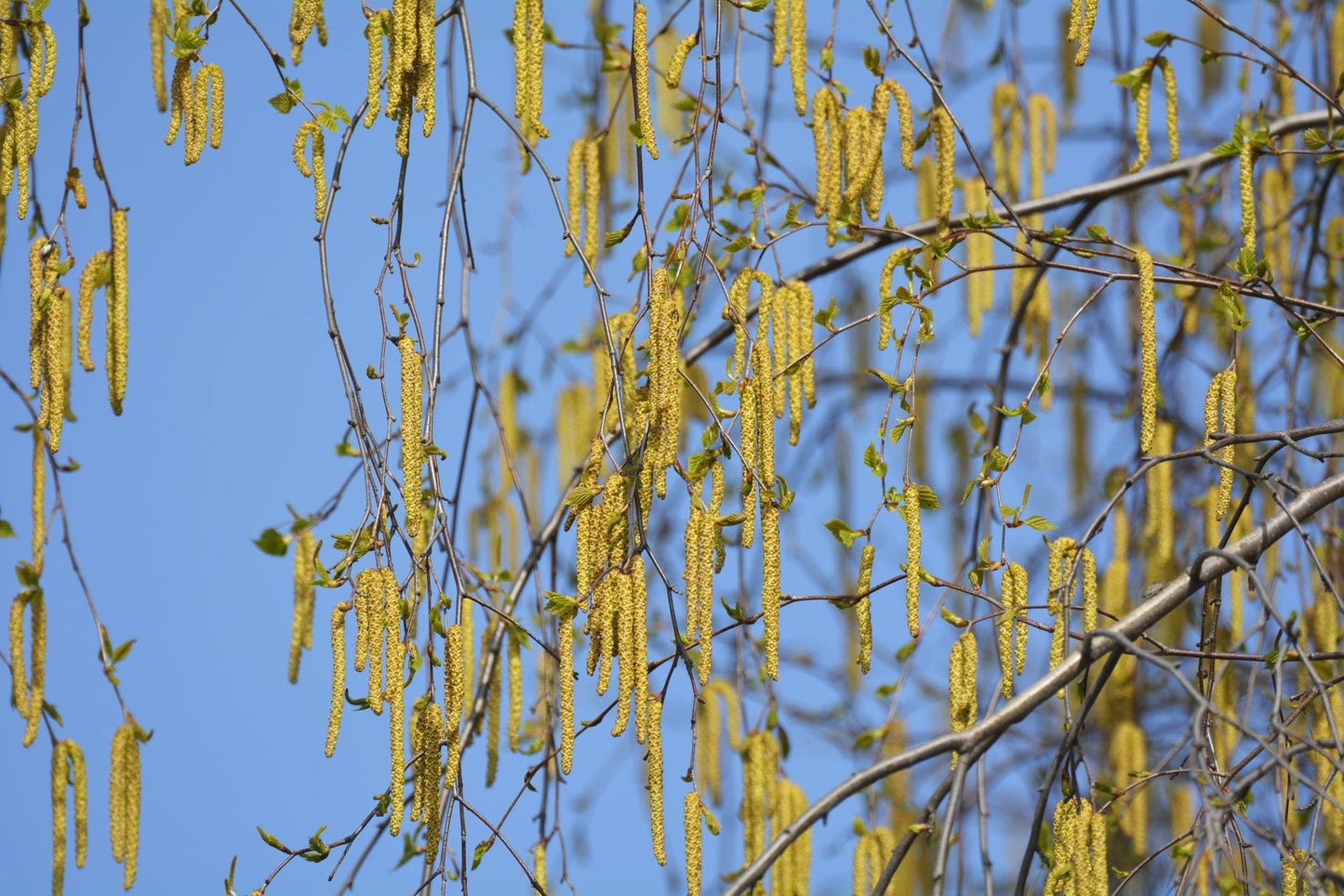 Betula Pendula ‘Alba’ (Silver Birch)