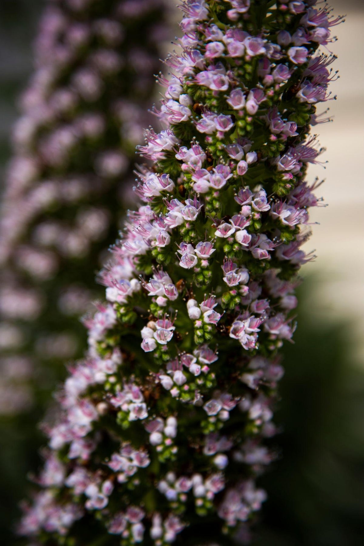 Echium Candicans ‘Heronswood Pink’ (Heronswood Pink Pride Of Madeira)