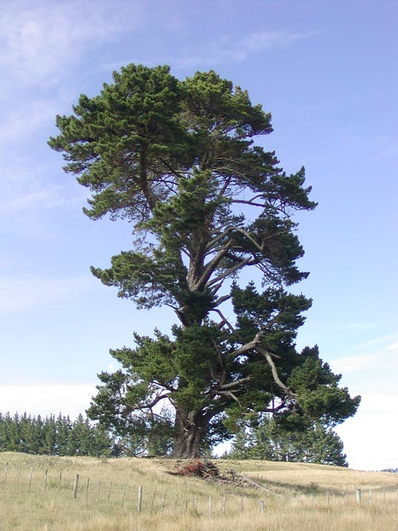 Pinus Radiata (Monterey Pine)