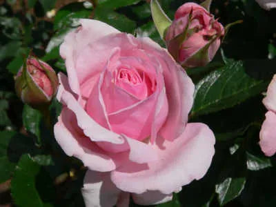 Rosa 'Radox Bouquet' (Radox Bouquet Hybrid Tea Rose)