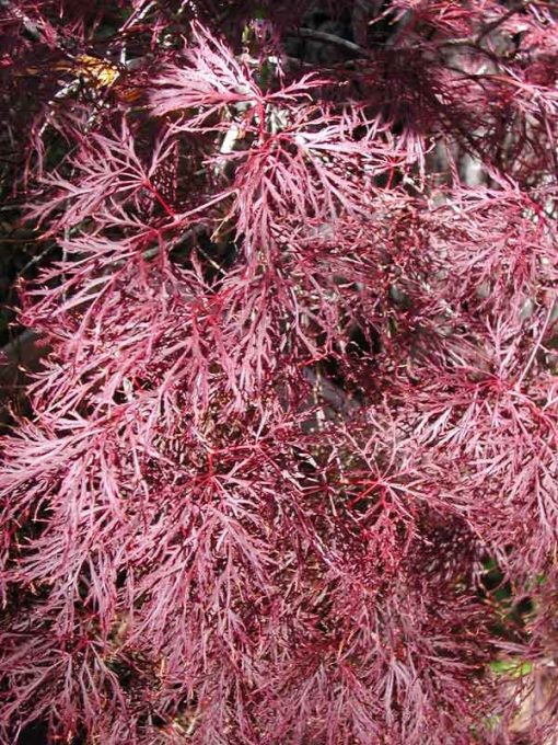 Acer Palmatum 'Red Filigree Lace' (weeping)