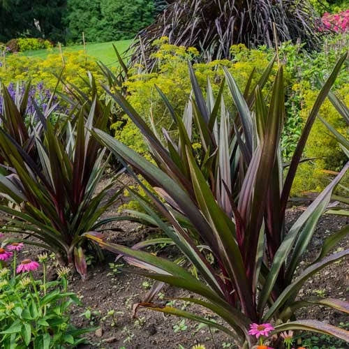 Crinum ‘Menehune Wine Time’ (Wine Time Crinum Lily)