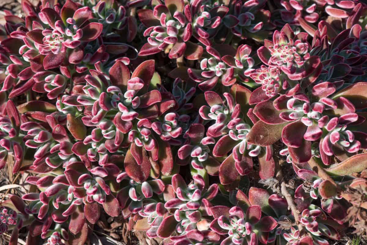 Echeveria harmsii
