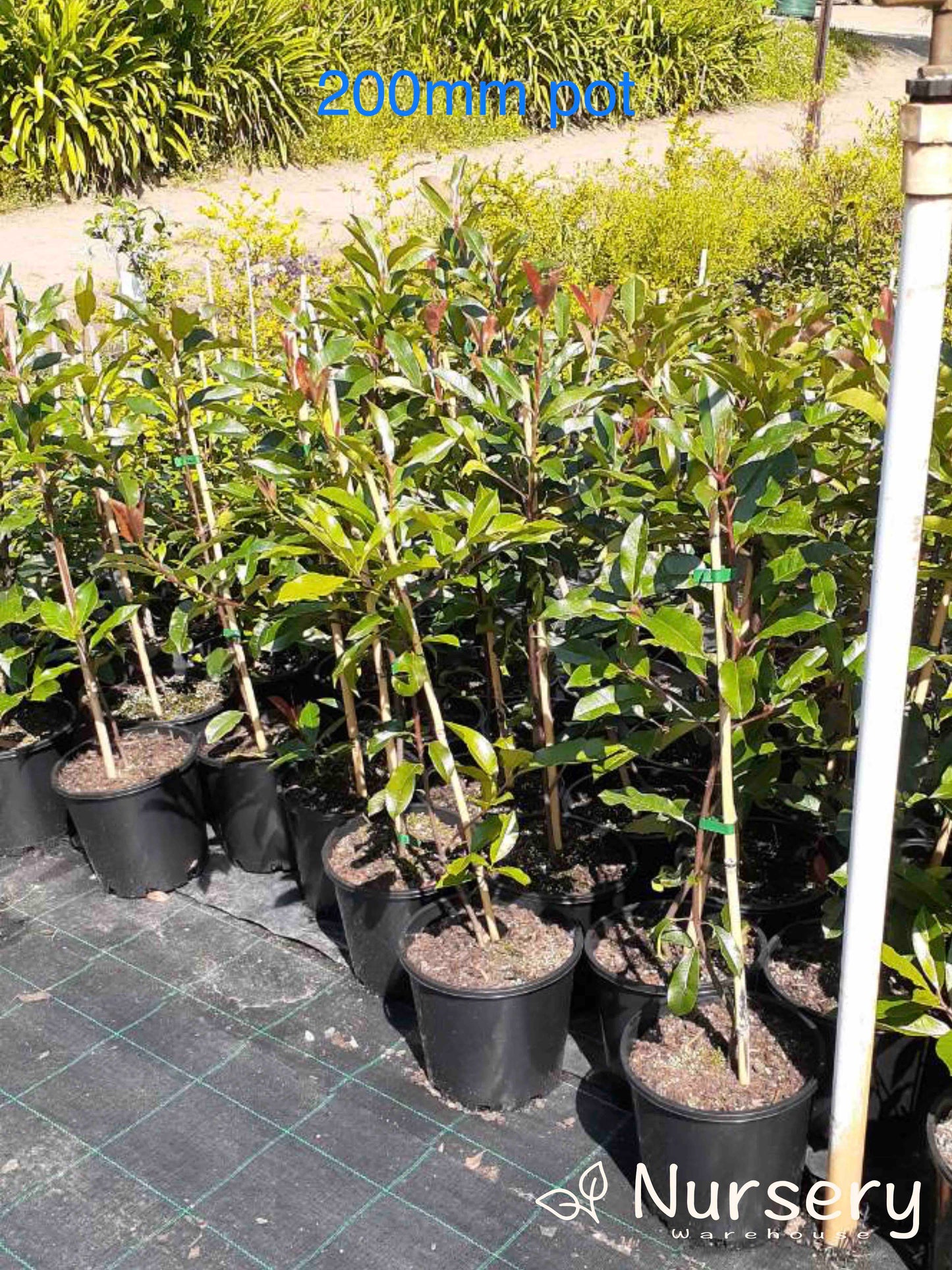 Photinia × Fraseri (Red Robin)