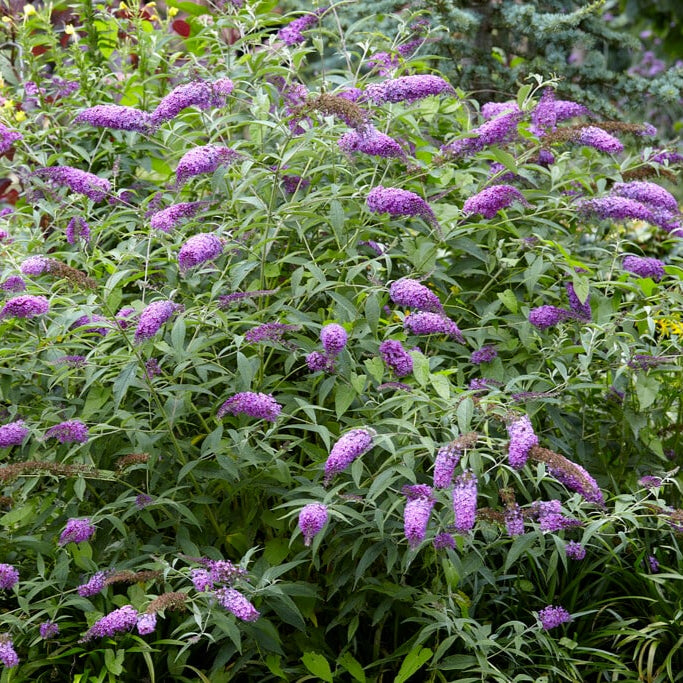 Buddleja davidii 'Wattlebird' (Butterfly Bush)