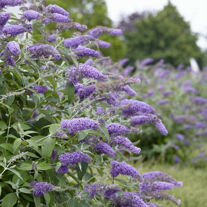 Buddleja davidii 'Wattlebird' (Butterfly Bush)