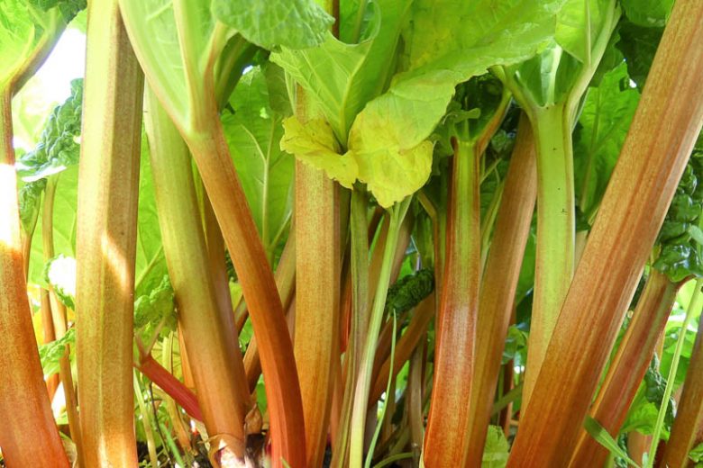 Rheum rhabarbarum (Rhubarb – Claret Cobbler)