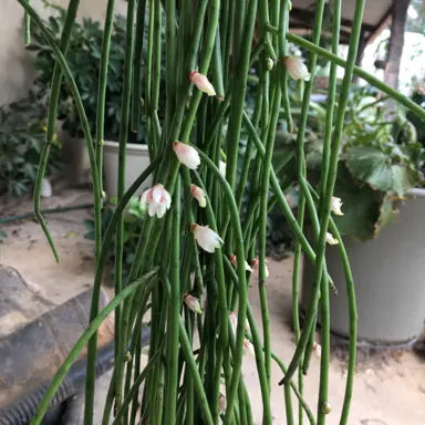Rhipsalis Puniceo-Discus (Mistletoe Cactus)
